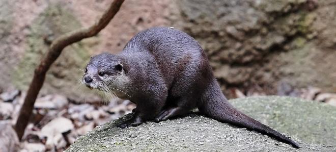 The Oriental Small-clawed Otter © Burma Boating